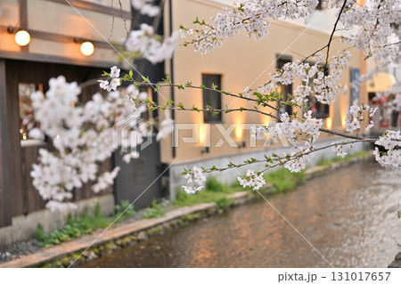 京都　祇園白川の夜桜　2024年春 131017657