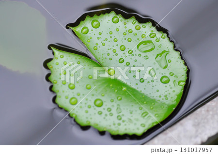 rain droplet on lotus leaf or rain drop or Nelumbo, Nelumbo nucifera Gaertn 131017957