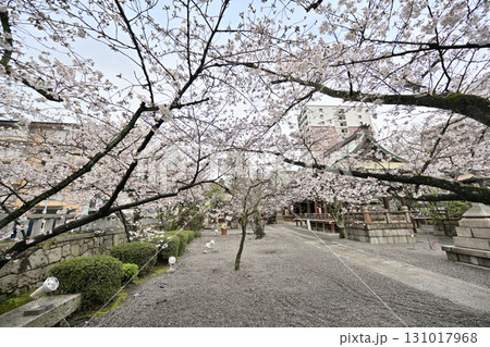 滋賀県 大津市 天孫神社の桜2024年春 滋賀県 大津市 天孫神社の桜2024年春 131017968