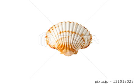 White scallop shell on white background White scallop shell on white background 131018025
