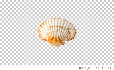 White scallop shell on white background White scallop shell on white background 131018025