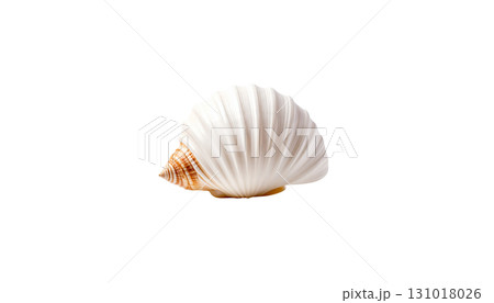 White scallop shell on white background 131018026