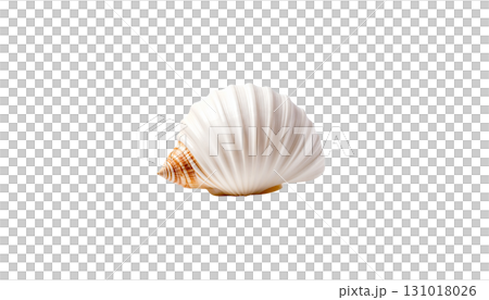 White scallop shell on white background 131018026