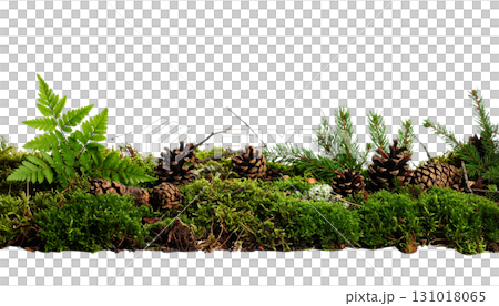 Fresh green moss isolated on white background Fresh green moss isolated on white background 131018065