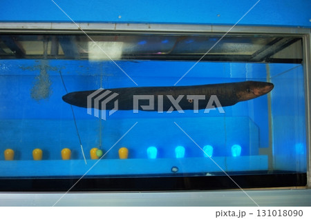 わっかりうむ ノシャップ寒流水族館の風景 わっかりうむ ノシャップ寒流水族館の風景 131018090