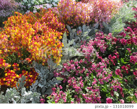 ジニア、ペチュニア、ダスティミラー、ベゴニアなどが美しく咲き誇る、色鮮やかでカラフルな春の花壇 131018099