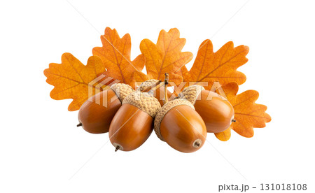 Close-up photo of brown acorn and green oak leaves on white background. Close-up photo of brown acorn and green oak leaves on white background. 131018108