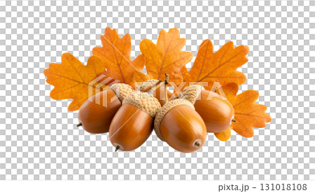 Close-up photo of brown acorn and green oak leaves on white background. 131018108