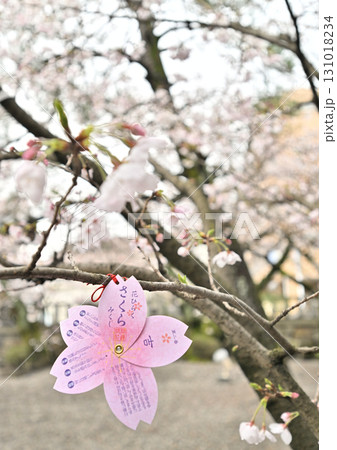 滋賀県　大津市　天孫神社の桜2024年春 131018234