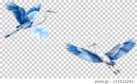 A great blue heron is flying gracefully over the water isolated on a white background. 131018242