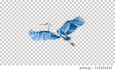 A great blue heron is flying gracefully over the water isolated on a white background. 131018243