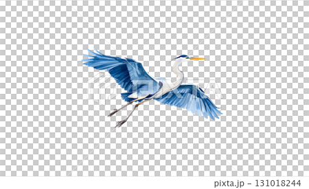 A great blue heron is flying gracefully over the water isolated on a white background. 131018244