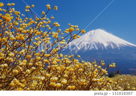 残雪残る富士山をバックに早春に咲く黄色いミツマタの花　　Ver2 131018307