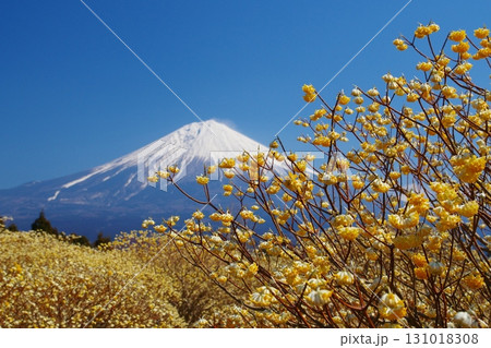 残雪残る富士山をバックに早春に咲く黄色いミツマタの花　　Ver1 131018308