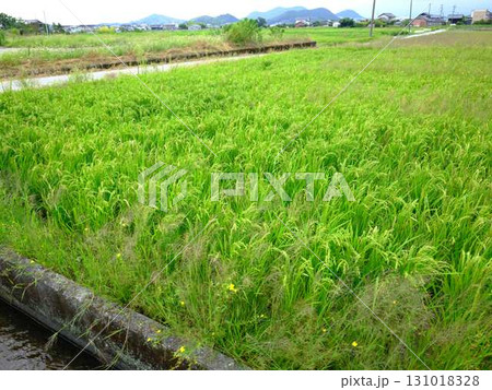 JAに出荷予定の米 JAに出荷予定の米 131018328