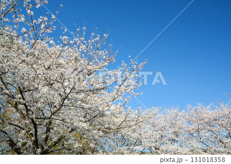 青空と桜（皇居千鳥ヶ淵緑道） 131018358
