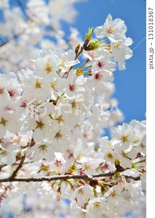 青空と桜（皇居千鳥ヶ淵緑道） 131018367