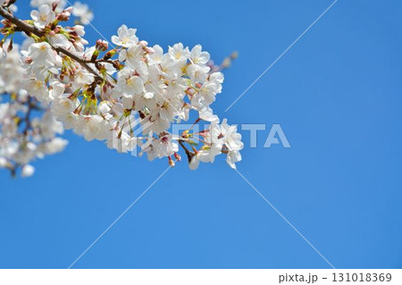 青空と桜（皇居千鳥ヶ淵緑道） 131018369