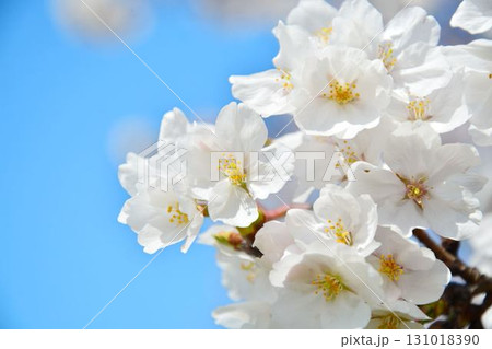 青空と桜(皇居千鳥ヶ淵緑道) 青空と桜(皇居千鳥ヶ淵緑道) 131018390