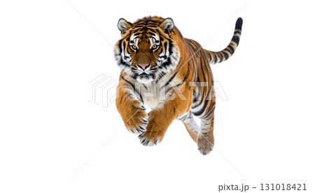 A wild striped Bengal tiger predator with a dangerous face is isolated on a white background A wild striped Bengal tiger predator with a dangerous face is isolated on a white background 131018421