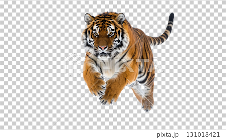 A wild striped Bengal tiger predator with a dangerous face is isolated on a white background A wild striped Bengal tiger predator with a dangerous face is isolated on a white background 131018421