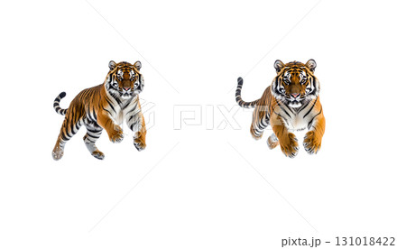 A wild striped Bengal tiger predator with a dangerous face is isolated on a white background A wild striped Bengal tiger predator with a dangerous face is isolated on a white background 131018422