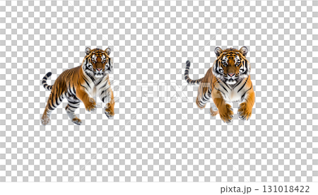 A wild striped Bengal tiger predator with a dangerous face is isolated on a white background A wild striped Bengal tiger predator with a dangerous face is isolated on a white background 131018422