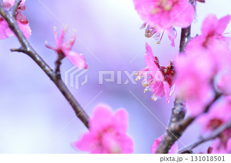 迎春　春の訪れ 131018501