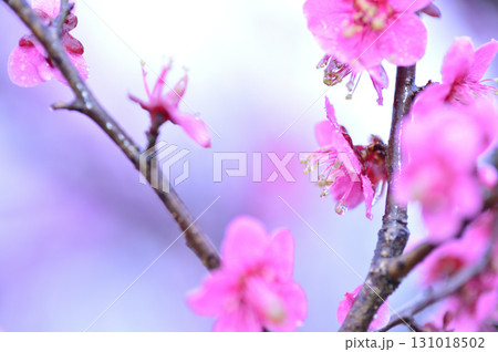 迎春 春の訪れ 迎春 春の訪れ 131018502