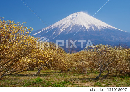 早春に黄色い花の咲くミツマタの群落と白雪残る富士山西麓の風景　Ver5 131018607