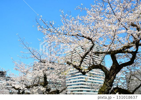 青空に咲く満開の桜と高層ビル 131018637