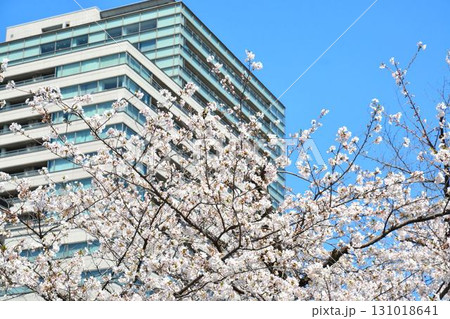 青空に咲く満開の桜と高層ビル 青空に咲く満開の桜と高層ビル 131018641