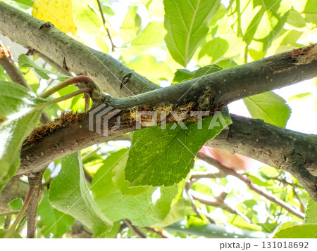 リンゴの木のカマキリの食害跡 リンゴの木のカマキリの食害跡 131018692