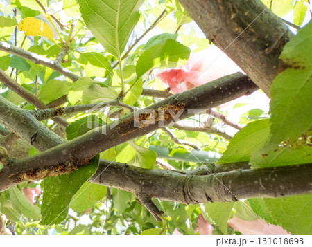 リンゴの木のカマキリの食害跡　 131018693