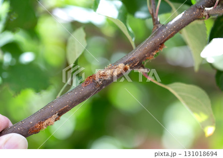 リンゴの木のカマキリの食害跡　 131018694