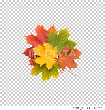 Colorful maple leaves from an autumn tree isolated against a white background 131018744