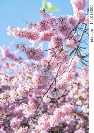 カナダバンクーバーの桜 カナダバンクーバーの桜 131018809