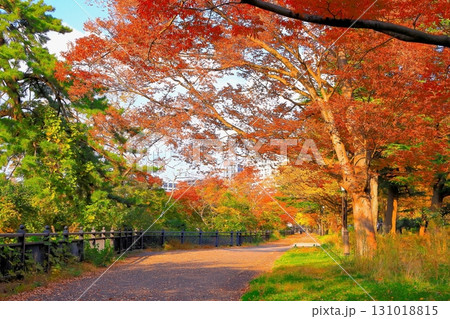 鮮やかな紅葉の市民憩いの公園 131018815