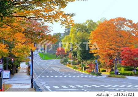 街路樹の鮮やかな秋の色 街路樹の鮮やかな秋の色 131018821