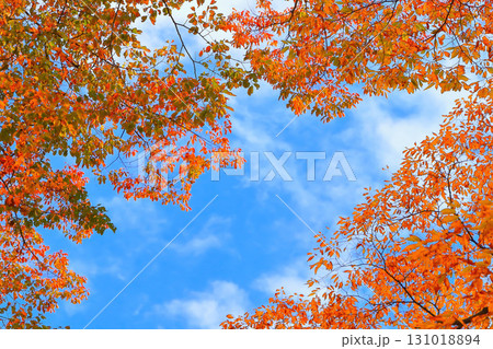 爽やかな青空と鮮やかな欅の紅葉 131018894