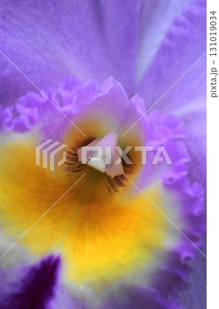 薄紫と黄色の対比が美しいカトレアのクローズアップ　1月洋蘭カトレア・ラン科66V3.2 131019034