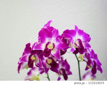 赤紫色のランの花が咲いています　1月洋蘭デンドロビウム･ラン科11H4.3 131019035