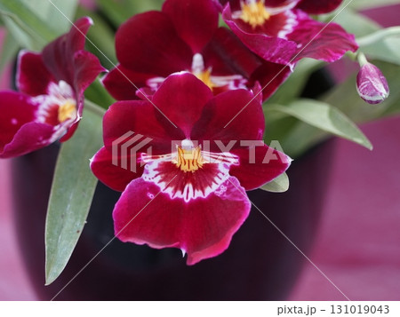 赤いランの花 2月洋蘭ミルトニア・ラン科08H4.3神代植物公園 赤いランの花 2月洋蘭ミルトニア・ラン科08H4.3神代植物公園 131019043