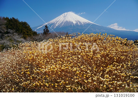 早春に咲く黄色いミツマタの花を前景に白雪残る富士山西麓の景色 Ver6 早春に咲く黄色いミツマタの花を前景に白雪残る富士山西麓の景色 Ver6 131019100
