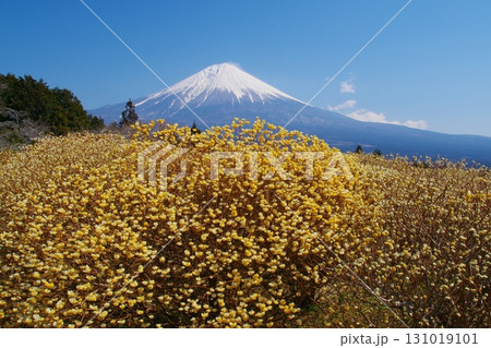 早春に咲く黄色いミツマタの花を前景に白雪残る富士山西麓の景色 Ver5 早春に咲く黄色いミツマタの花を前景に白雪残る富士山西麓の景色 Ver5 131019101