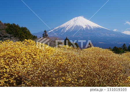 早春に咲く黄色いミツマタの花を前景に白雪残る富士山西麓の景色　Ver3 131019103