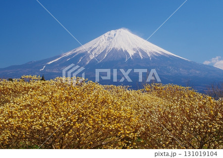 早春に咲く黄色いミツマタの花を前景に白雪残る富士山西麓の景色 Ver2 早春に咲く黄色いミツマタの花を前景に白雪残る富士山西麓の景色 Ver2 131019104