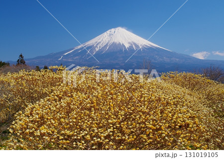 早春に咲く黄色いミツマタの花を前景に白雪残る富士山西麓の景色　Ver1 131019105