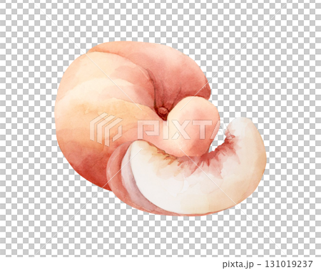 Peach fruit slice. Summer Watercolor hand drawn floral ripe food illustration isolated on white background for home kitchen textile fresh fabric print card cosmetic package porcelain crockery label 131019237