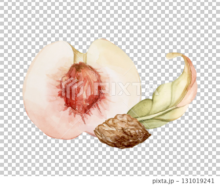 Peach fruit seed leaf. Summer Watercolor hand drawn floral food illustration isolated on white background for home kitchen textile fresh fabric print card cosmetic package porcelain crockery label Peach fruit seed leaf. Summer Watercolor hand drawn floral food illustration isolated on white background for home kitchen textile fresh fabric print card cosmetic package porcelain crockery label 131019241
